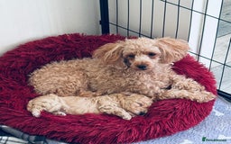 Maltipoo dogs for sale: F1 Maltipoo little boy 💙 - Image 2