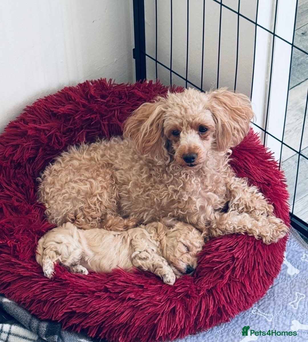 Maltipoo dogs for sale: F1 Maltipoo little boy 💙 - Image 2