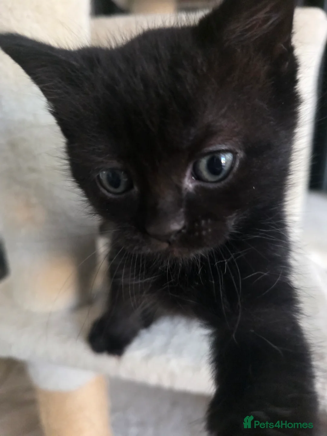 Mixed Breed cats for sale: Ragdoll mix kittens ready 17/8 in Stoke-on-Trent - Advert 2