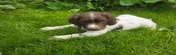 English Springer Spaniel dogs for sale: Kc reg ready now. English springer spaniel puppies - Advert 8