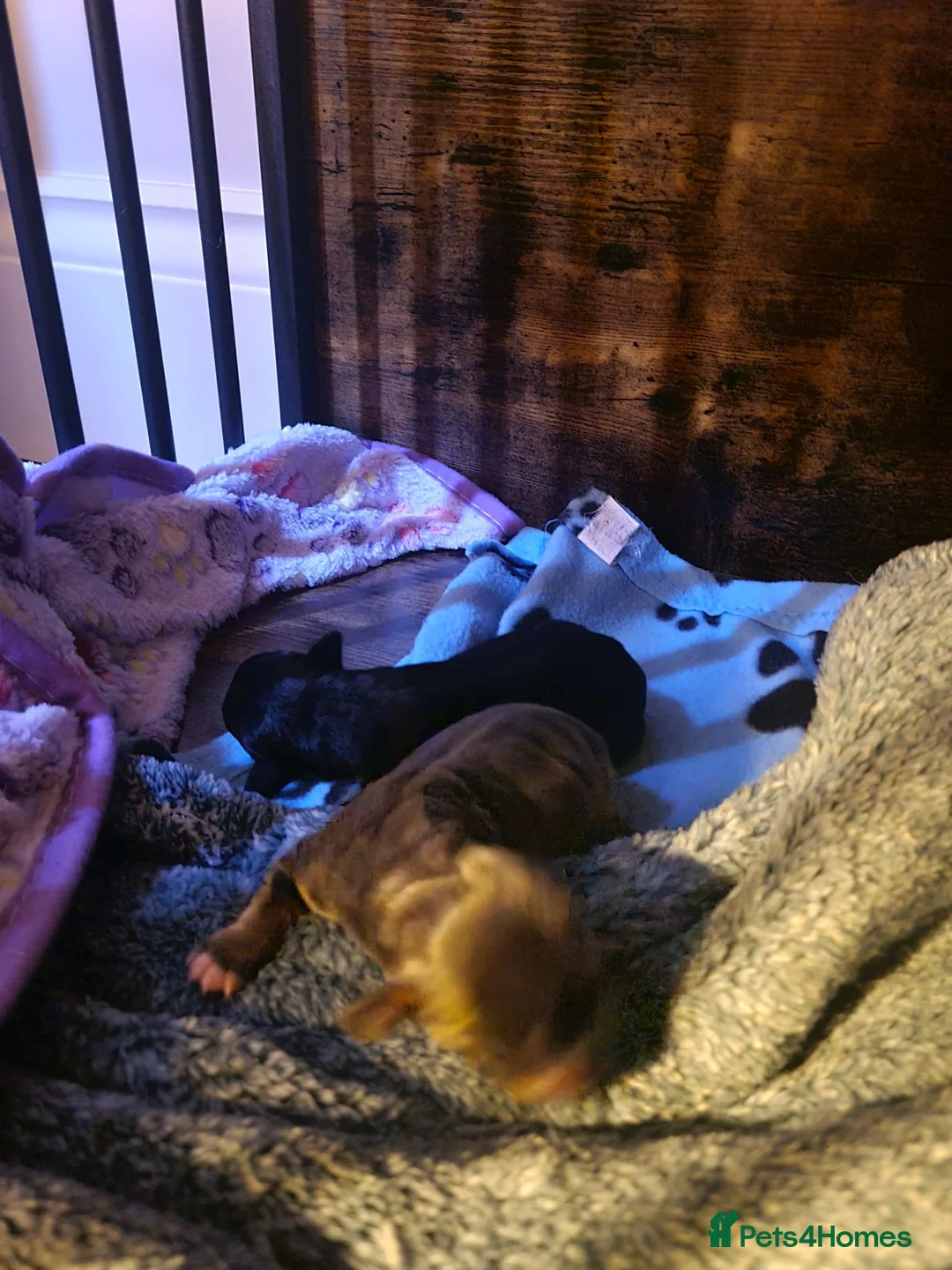 Chiweenie dogs for sale: Chihuahua x mini dachshund - Advert 30