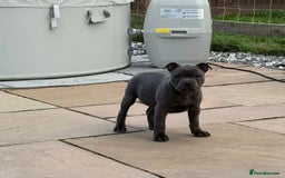 Staffordshire Bull Terrier dogs for stud: A NEW SUPERIOR SOLID BLUE MALE  - Image 13