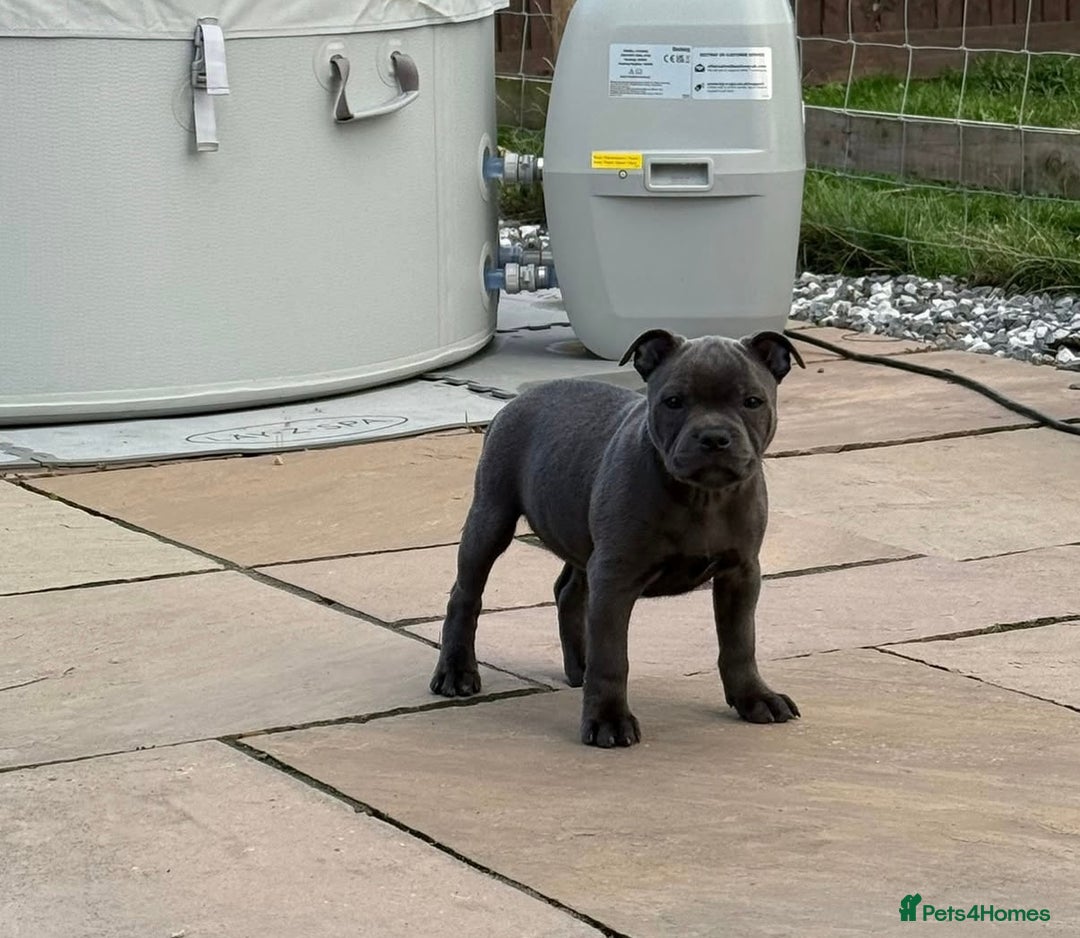 Staffordshire Bull Terrier dogs for stud: A NEW SUPERIOR SOLID BLUE MALE  - Image 13