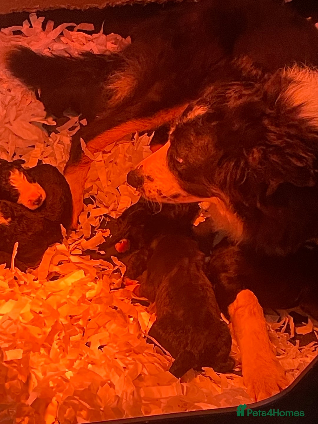 Bernese Mountain Dog dogs for sale: Beutiful girls and boys available  - Image 13