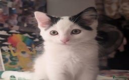 British Shorthair cats for sale: Kitten (free) - Advert 4