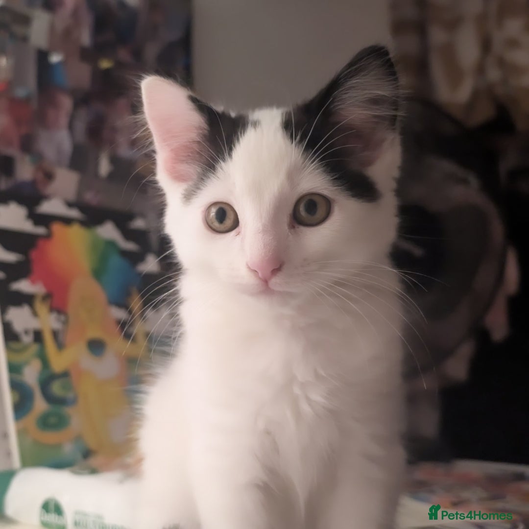 British Shorthair cats for sale: Kitten (free) - Advert 4