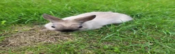Netherland Dwarf rabbits for sale: 3 sweet Netherland Dwarfs  - Advert 3