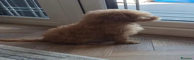 Cockapoo 3
