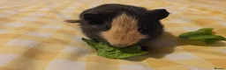 Mixed Breed rodents for sale: Boys ready 2 leave - Advert 2