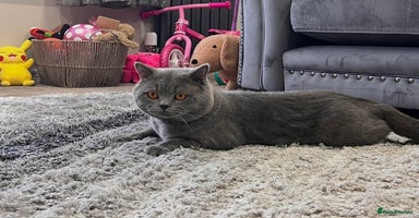 British Shorthair cats - Advert 9