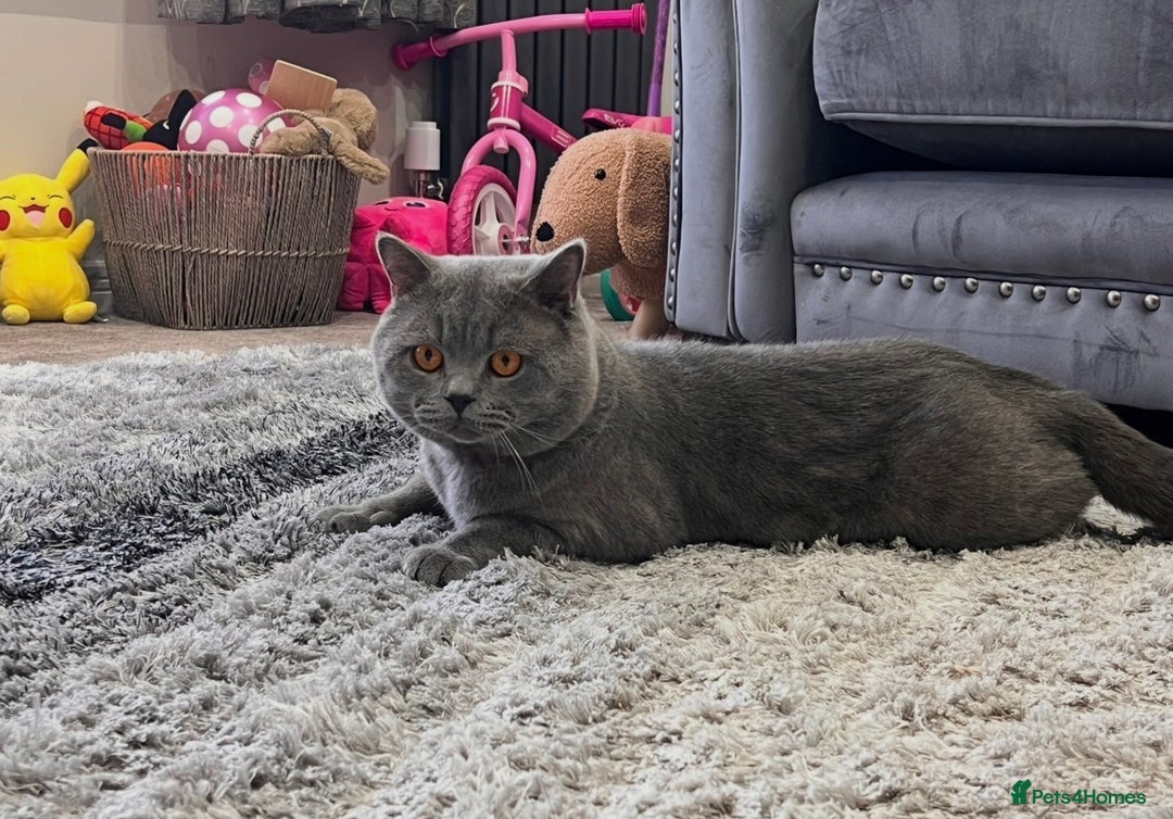 British Shorthair cats for sale: GCCF Active British Shorthair - Image 2