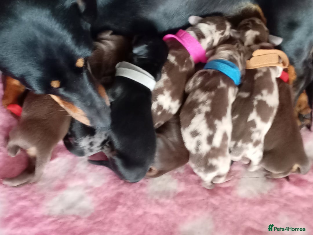 Miniature Dachshund dogs for sale: Miniature dashunds  - Image 27