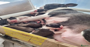 Boston Terrier dogs Boston Terrier Puppies  - Advert 5