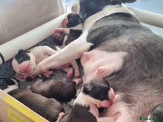 Boston Terrier dogs Boston Terrier Puppies - Advert 14