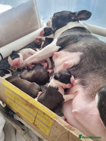 Boston Terrier dogs Boston Terrier Puppies - Advert 3