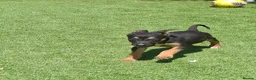 German Shepherd dogs for sale: REDUCED DUE TO MOVING HOME  - Advert 8