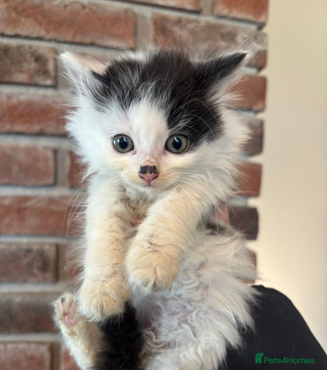 British Shorthair cats for sale: Kittens ready now - Image 5