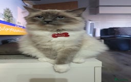 Ragdoll cats for sale: Ready to collect-Blue Point Kittens-Vaccinated - Image 26