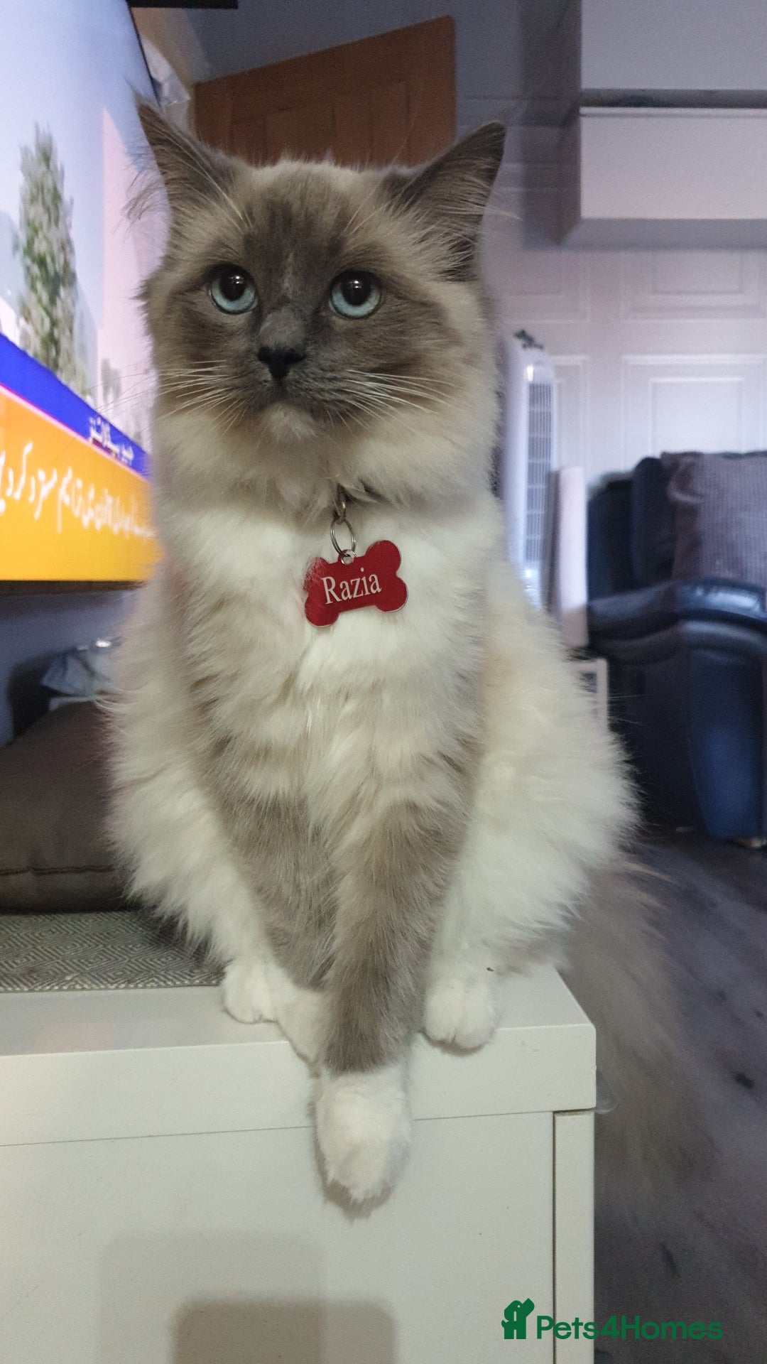 Ragdoll cats for sale: Ready to collect-Blue Point Kittens-Vaccinated - Image 26