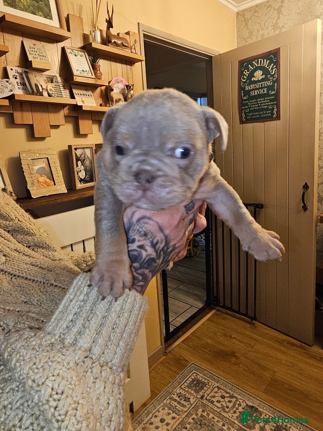 English Bulldog dogs for sale: English bulldog pups for sale - Advert 7