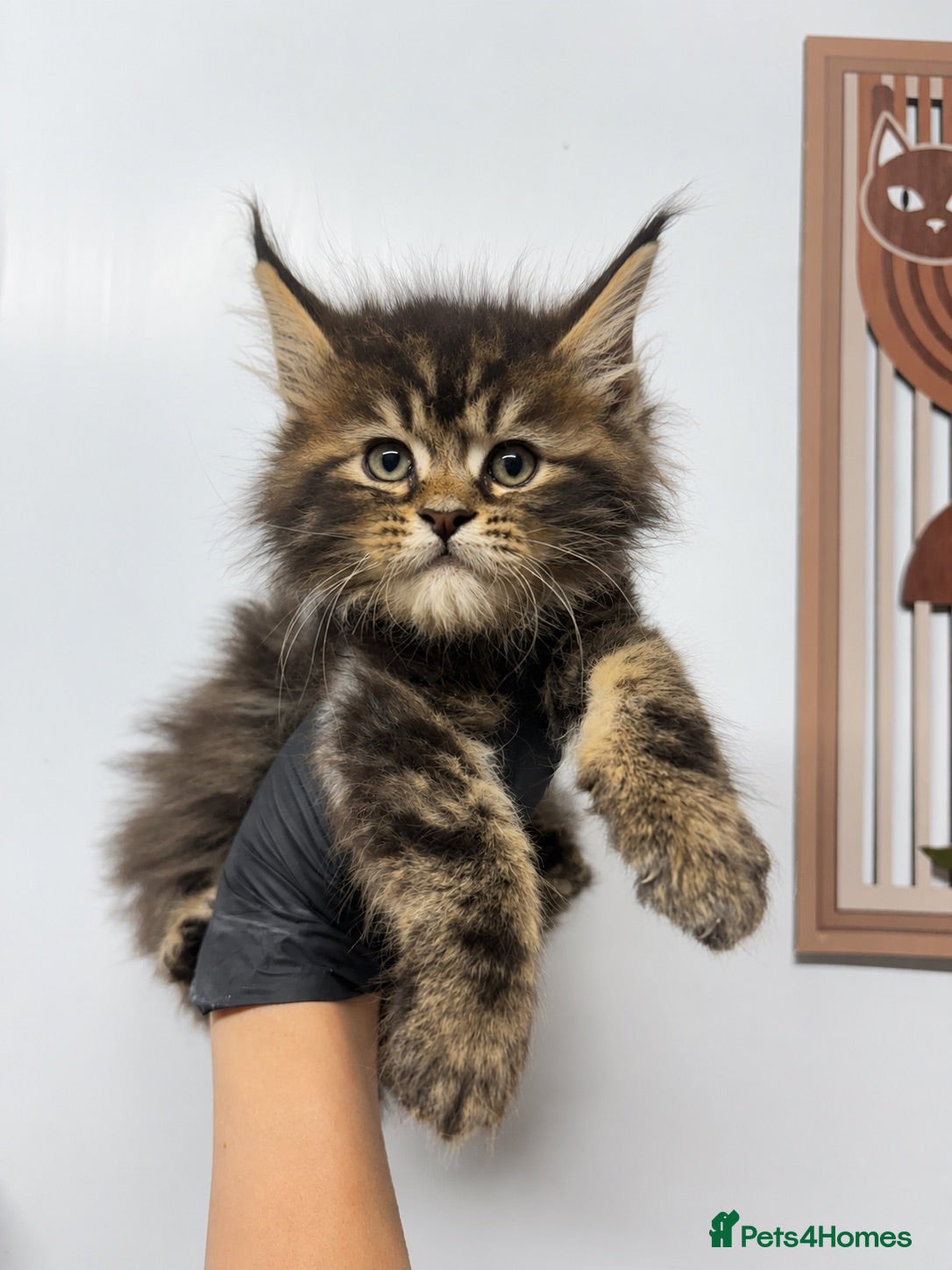 Maine Coon cats Maine coon kittens available to reserve now - Advert 16