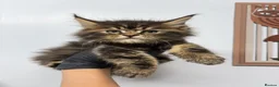Maine Coon cats for sale: Maine coon kittens available to reserve  - Advert 2