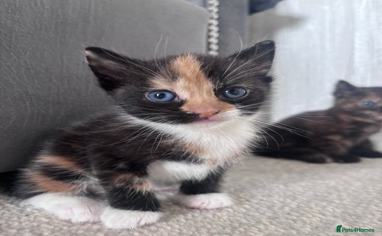 Mixed Breed cats - Advert 15