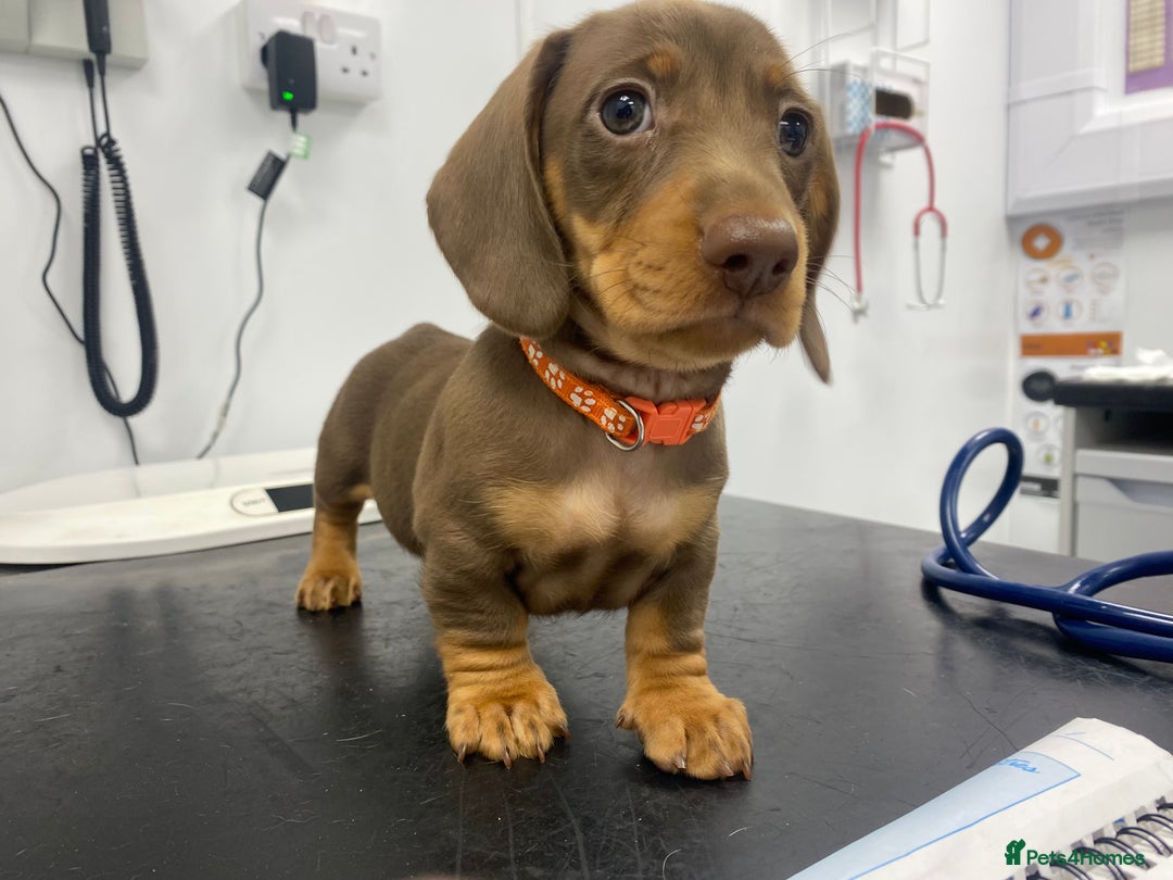 Miniature Dachshund dogs for sale: READY NOW PRA CLEAR DACHSHUND PUPPIES - Image 26