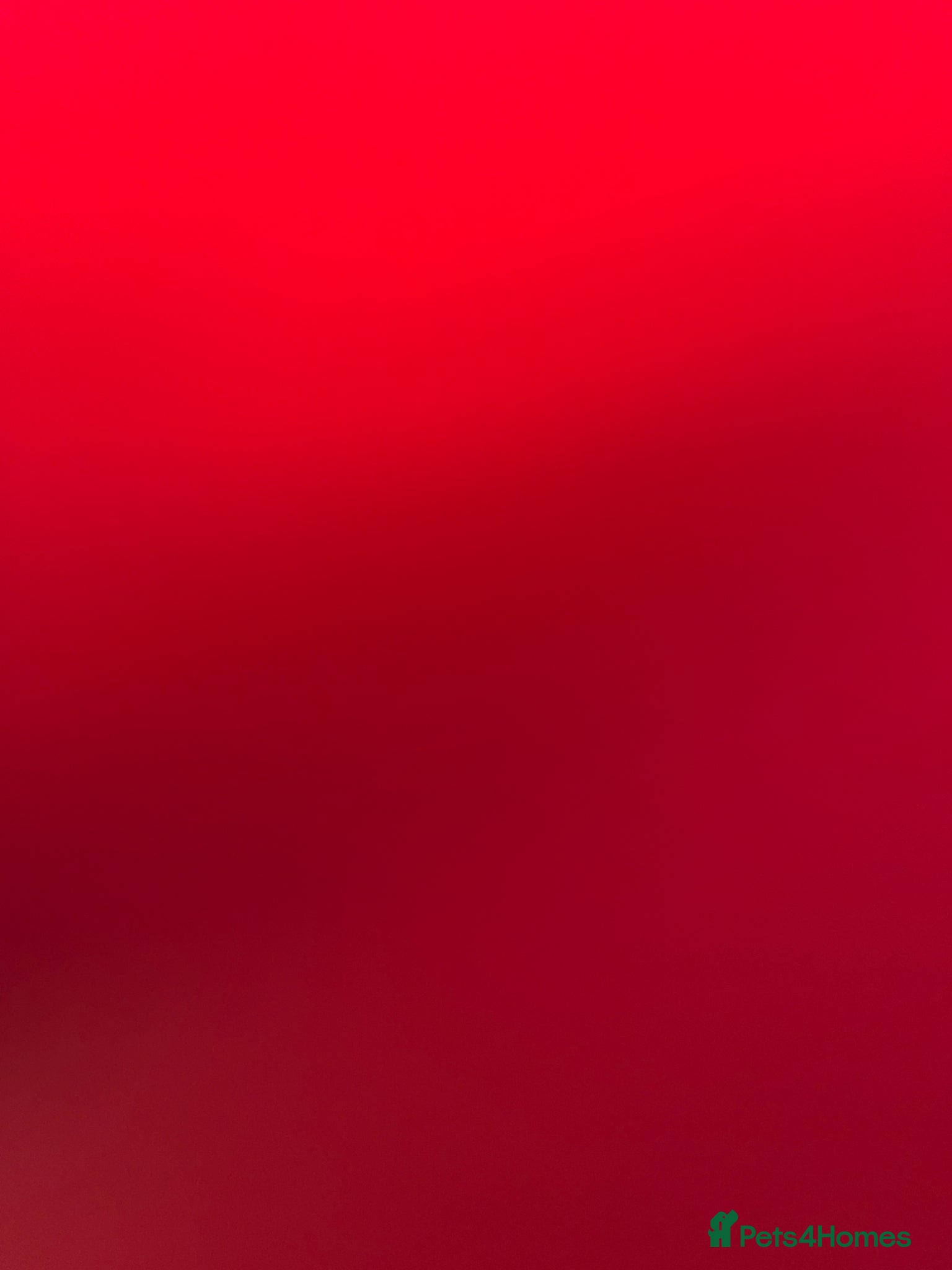 Toy Poodle dogs Red toy poddle 5months old - Advert 4