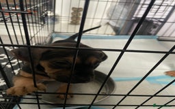 Mixed Breed dogs for sale: Long leg staff  - Image 4