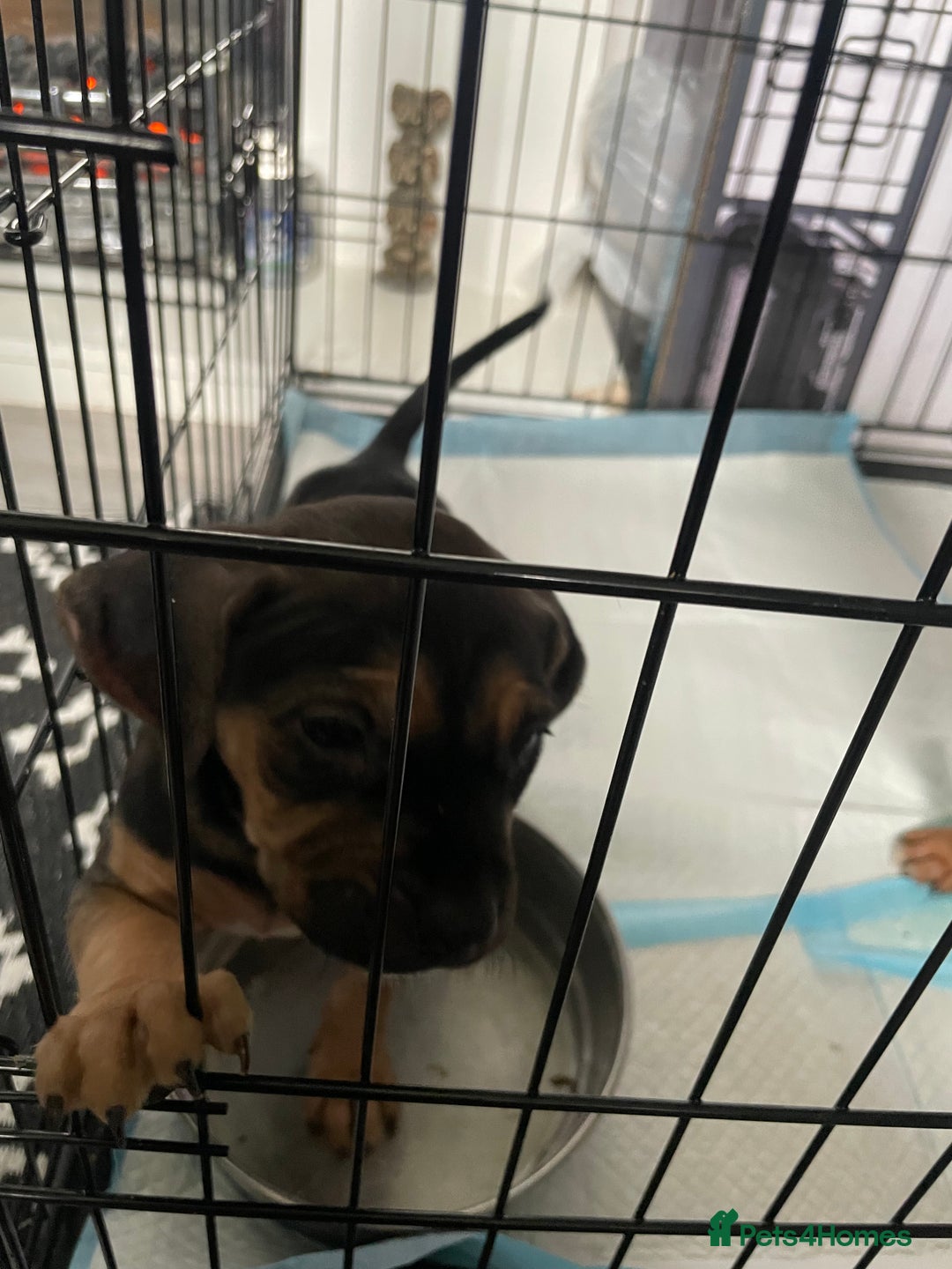 Mixed Breed dogs for sale: Long leg staff  - Image 4