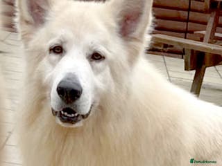 German Shepherd dogs KC Reg Basil At Stud Fully Health Tested in Wisbech - Advert 10