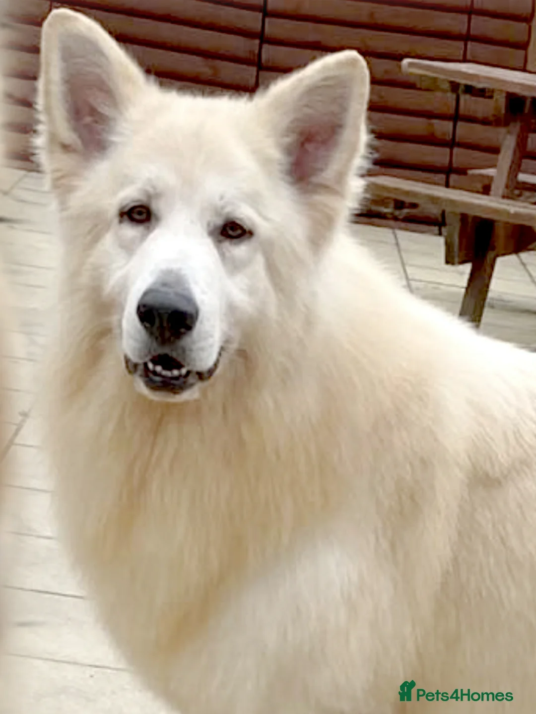 German Shepherd dogs for stud: KC Reg Basil At Stud Fully Health Tested  in Wisbech - Advert 1