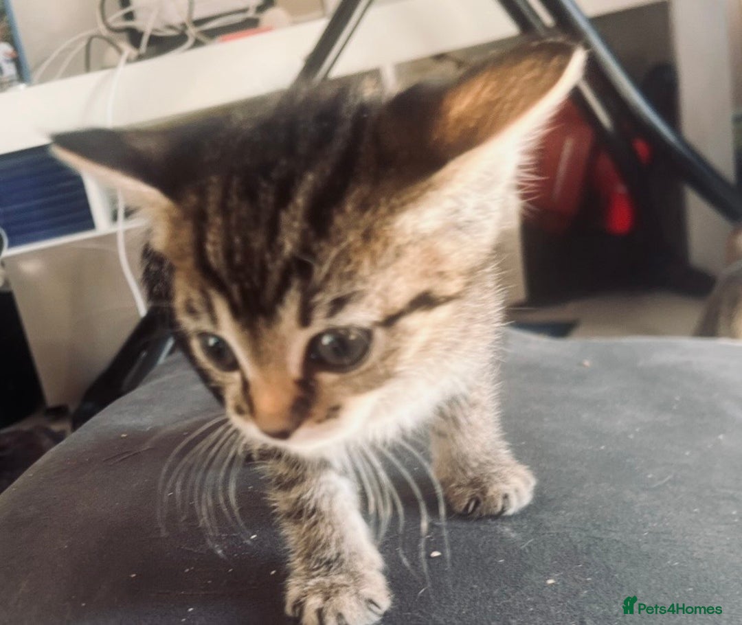 Mixed Breed cats for sale: 3 x tabby 3 x black kittens - Image 1