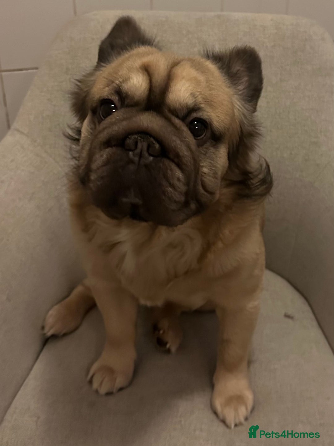 French Bulldog dogs for stud: Milo our fluffy frenchie🤎🖤 - Advert 2