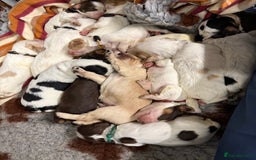 Cocker Spaniel dogs for sale: READY FOR NEW HOMES CAN LEAVE homes health tested  - Image 13