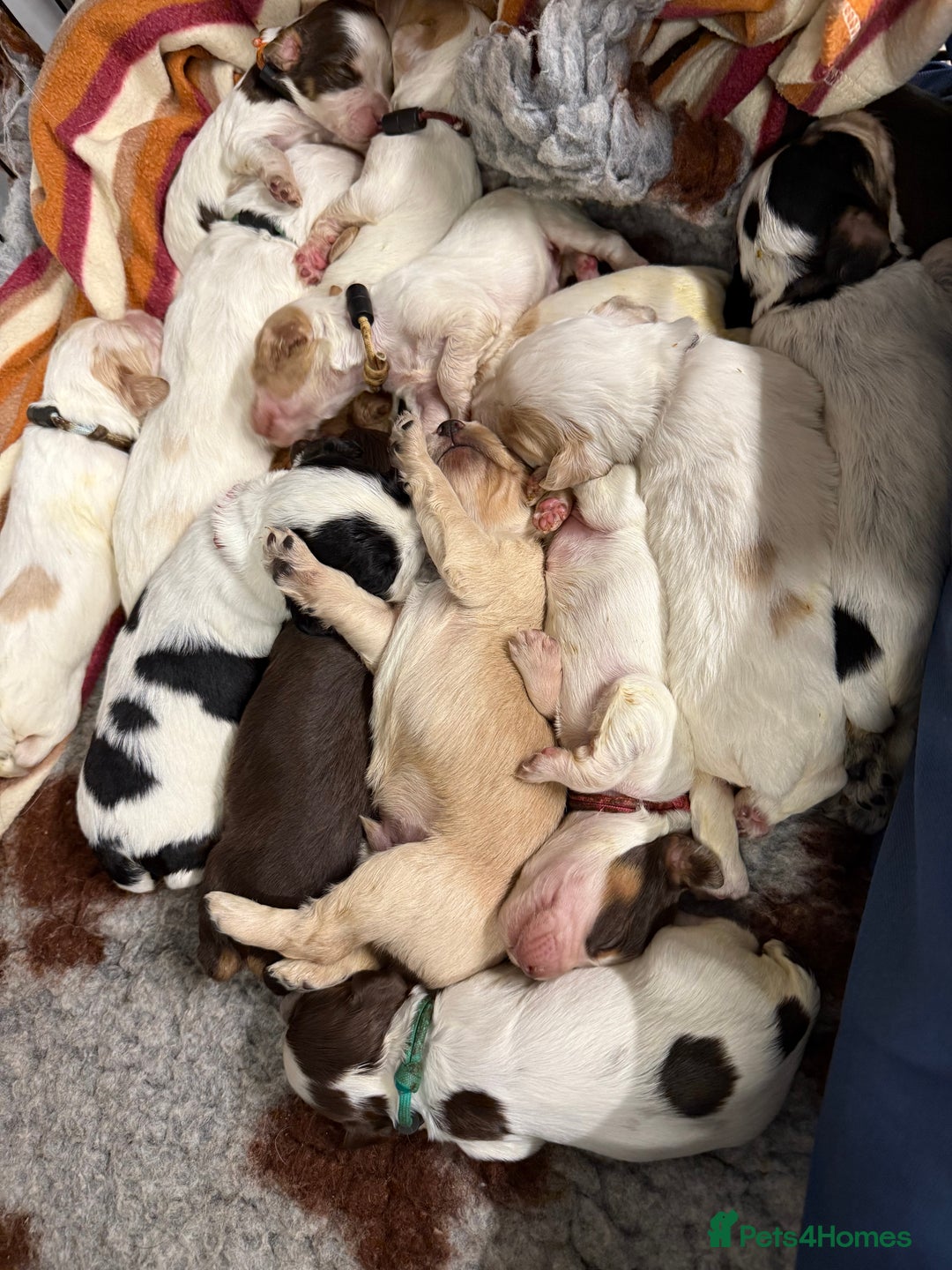 Cocker Spaniel dogs for sale: READY FOR NEW HOMES CAN LEAVE homes health tested  - Image 13