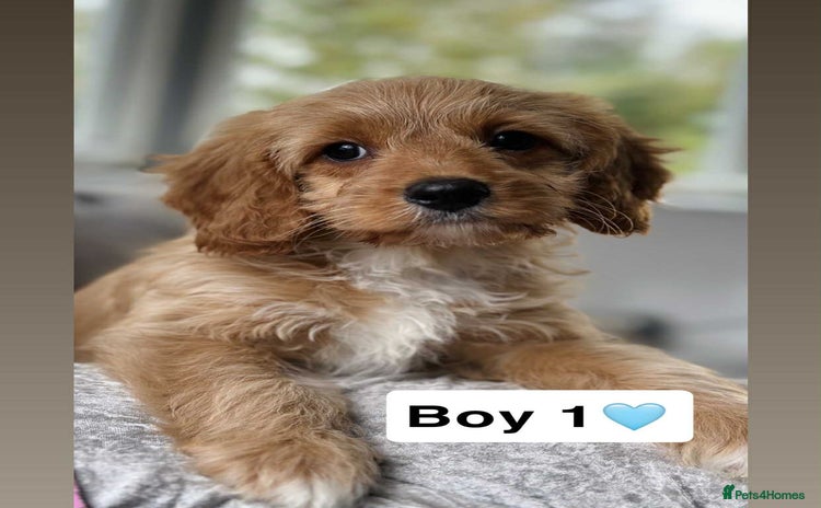 Cavapoo dogs - Advert 11