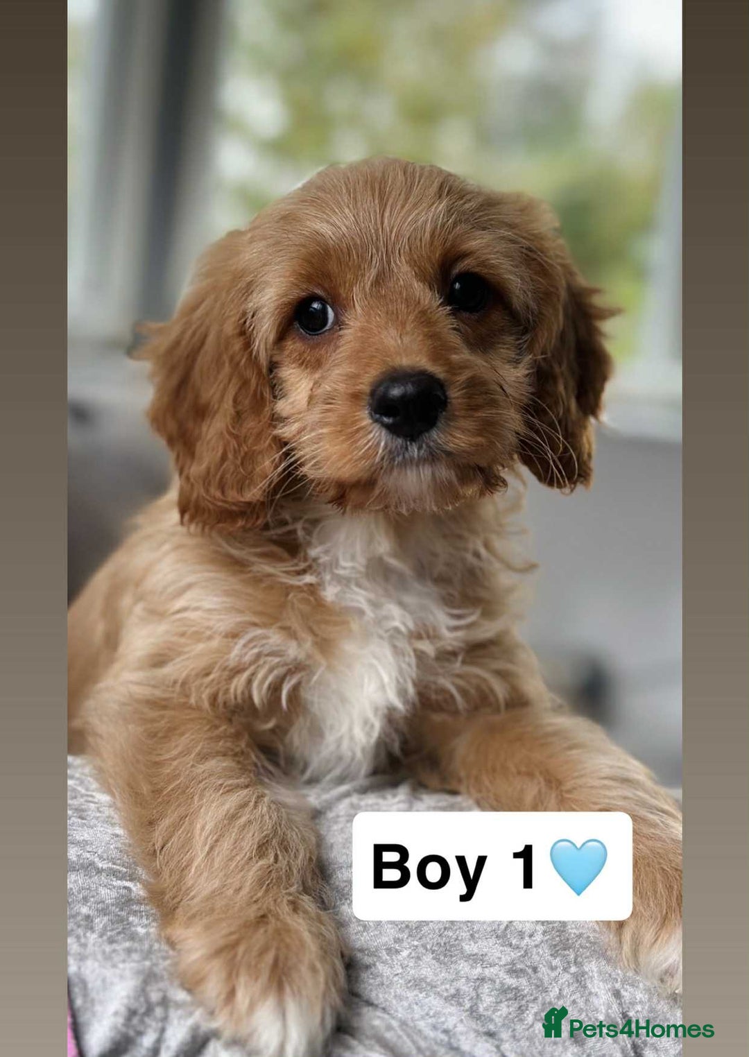 Cavapoo dogs for sale: DNA clear Cavapoo’s  - Image 1