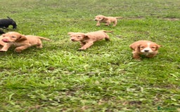 Cocker Spaniel dogs for sale: 7 gorgeous cocker spaniel puppies - Image 4