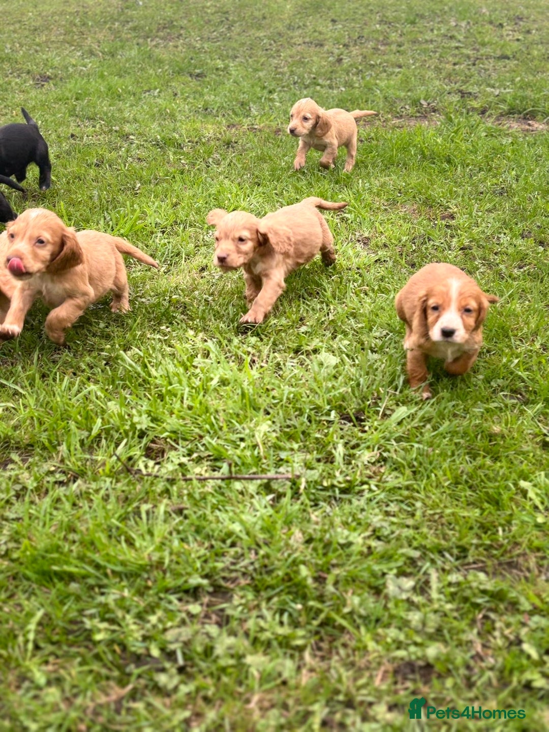 Cocker Spaniel dogs for sale: 7 gorgeous cocker spaniel puppies - Image 4