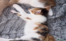 Bengal cats for sale: Kittens for sale - 2 girls, 3 boys ready this week - Image 7