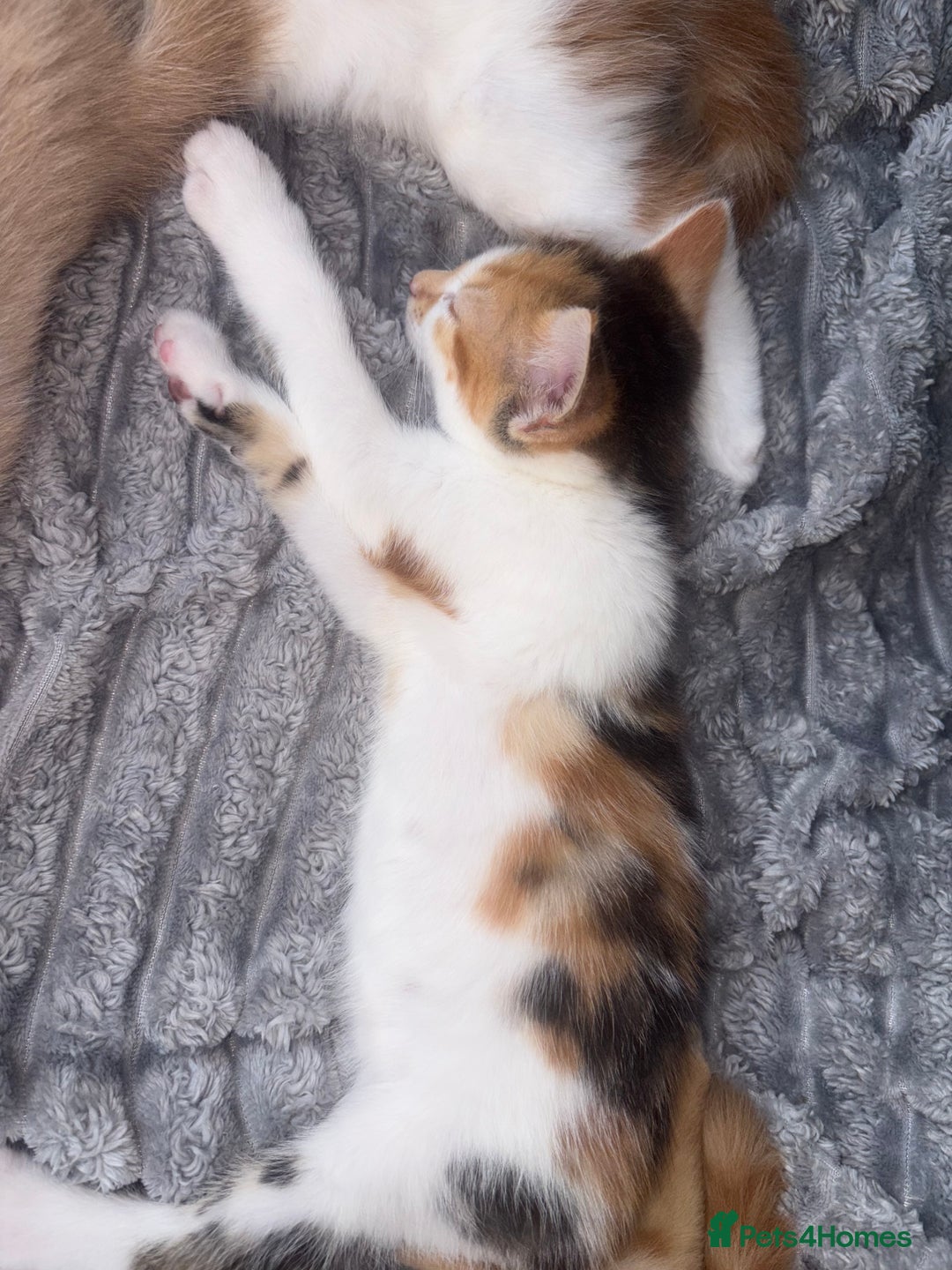 Bengal cats for sale: Kittens for sale - 2 girls, 3 boys ready this week - Image 7