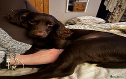 Cockapoo dogs for sale: 🍫🐶 F1b Chocolate Cockapoo Puppies🐶🍫  - Image 5