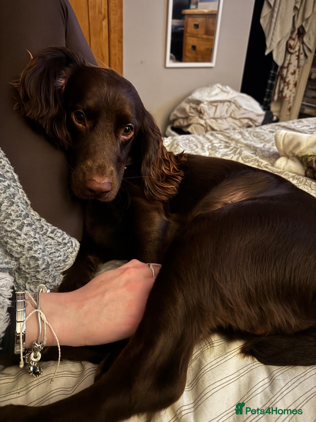 Cockapoo dogs for sale: 🍫🐶 F1b Chocolate Cockapoo Puppies🐶🍫  - Image 5