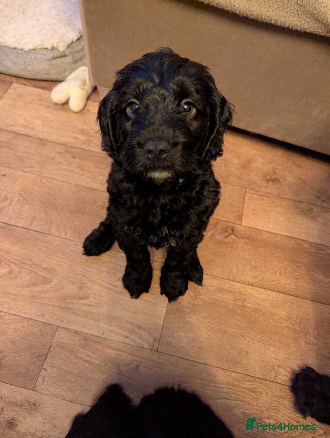 Cockapoo dogs for sale: 6 black cockapoos - Image 12