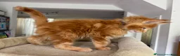 Maine Coon cats for sale: Ready Now TICA Registered Male Maine Coon Kitten - Advert 2
