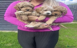 Cavapoo dogs for sale: Cavapoo girls and boys  - Image 4