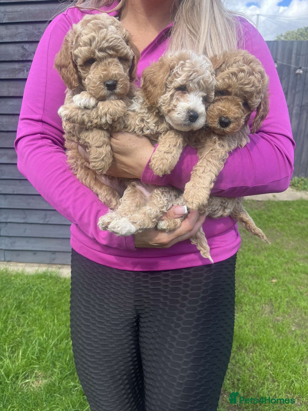 Cavapoo dogs for sale: Cavapoo girls and boys  - Image 4