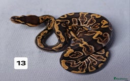 Python Snake reptiles for sale: Royal Python Morphs Females  - Image 16